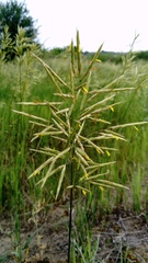 Bromus inermis