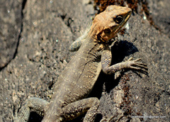 Laudakia tuberculata