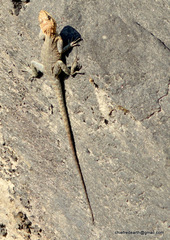 Laudakia tuberculata