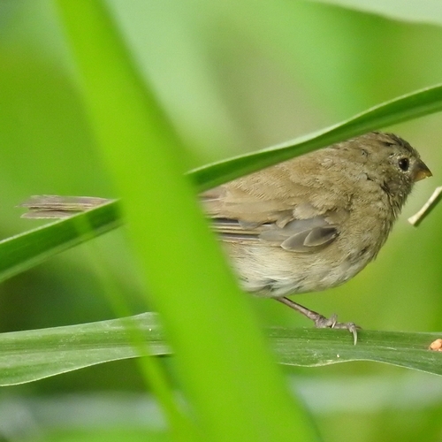 Dull-colored Grassquit (Asemospiza obscura), photo 9