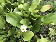 Echinodorus cordifolius