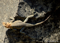 Laudakia tuberculata