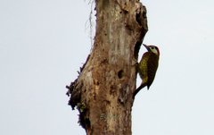 Colaptes punctigula