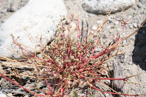 Melilotus neapolitanus, photograph 3
