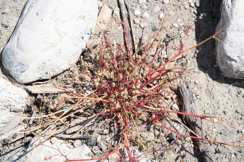 Melilotus neapolitanus, photograph 4