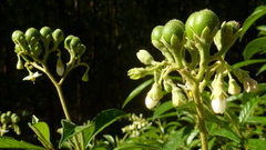 Solanum asperum