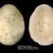 Lapa Gigante - Photo (c) WoRMS for SMEBD, algunos derechos reservados (CC BY-NC-SA)