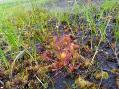 Drosera × obovata