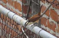 Campylorhynchus chiapensis