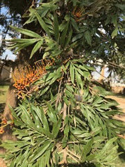 Grevillea robusta
