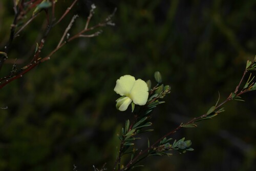 Image of Gompholobium virgatum by (c) Greg Tasney, some rights reserved (CC BY-SA)