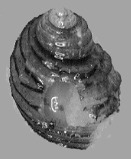 Mexithauma quadripaludium