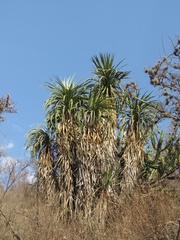 Nolina parviflora
