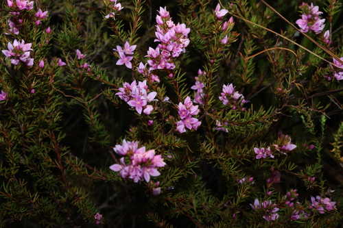 Image of Boronia falcifolia by (c) Greg Tasney, some rights reserved (CC BY-SA)