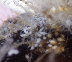 Eubranchus olivaceus