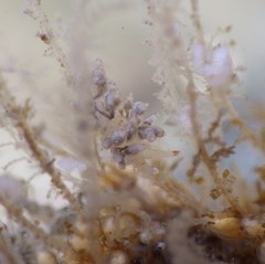 Eubranchus olivaceus
