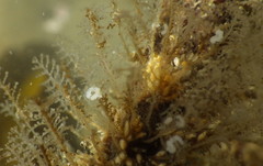 Eubranchus olivaceus