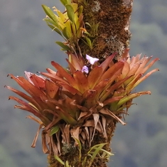 (c) Esteban Poveda, some rights reserved (CC BY) Racinaea hamaleana, photograph (c) Esteban Poveda, some rights reserved (CC BY)