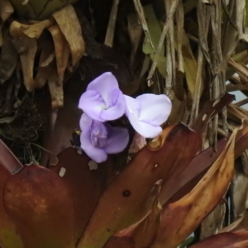 Racinaea hamaleana, photograph 3
