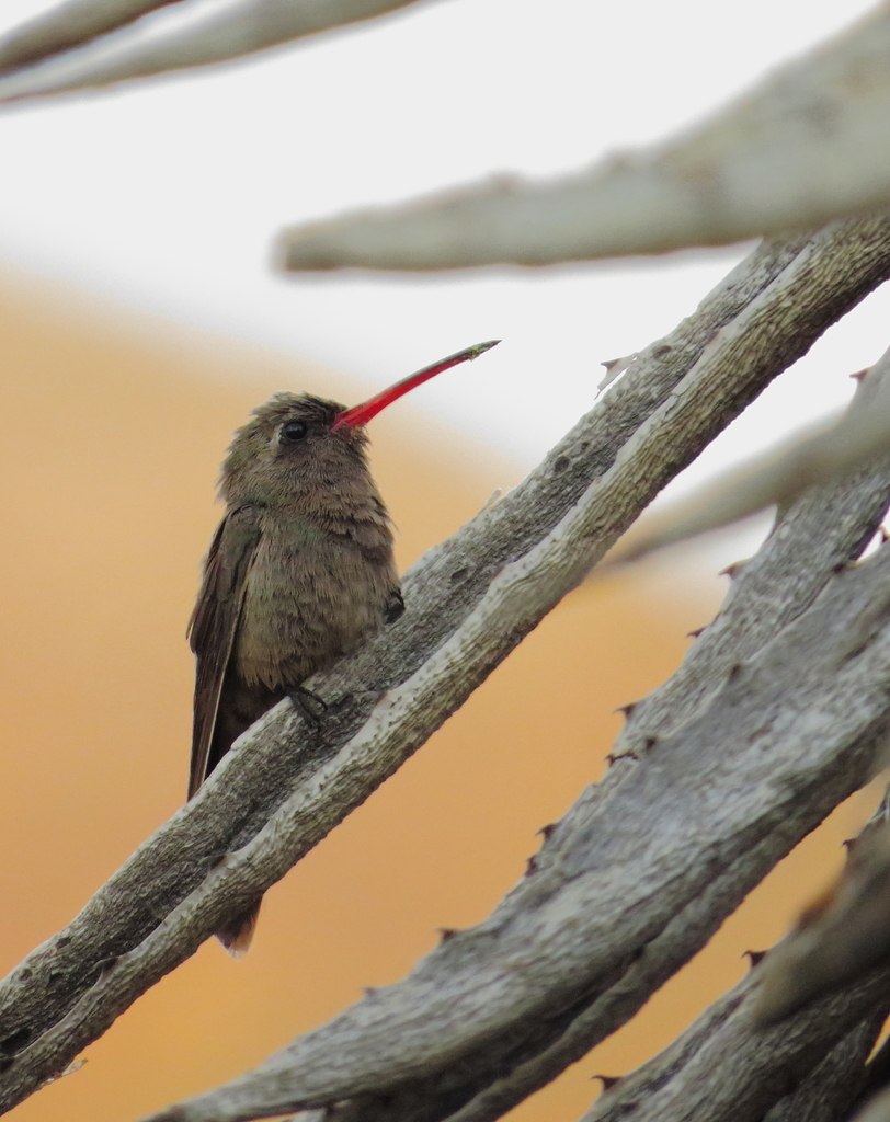 Phaeoptila