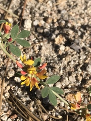 Acmispon decumbens decumbens