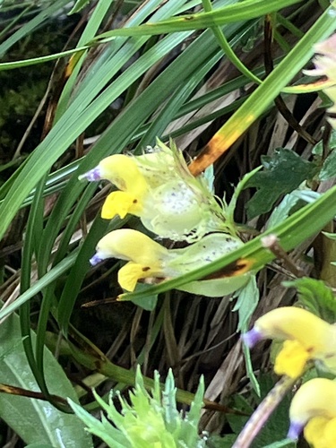 Image of Rhinanthus glacialis by (c) Aaron Liston, some rights reserved (CC BY)