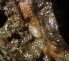 Cuthona divae
