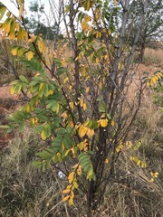 Robinia pseudoacacia