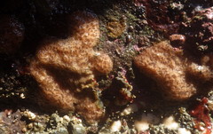 Cuthona divae