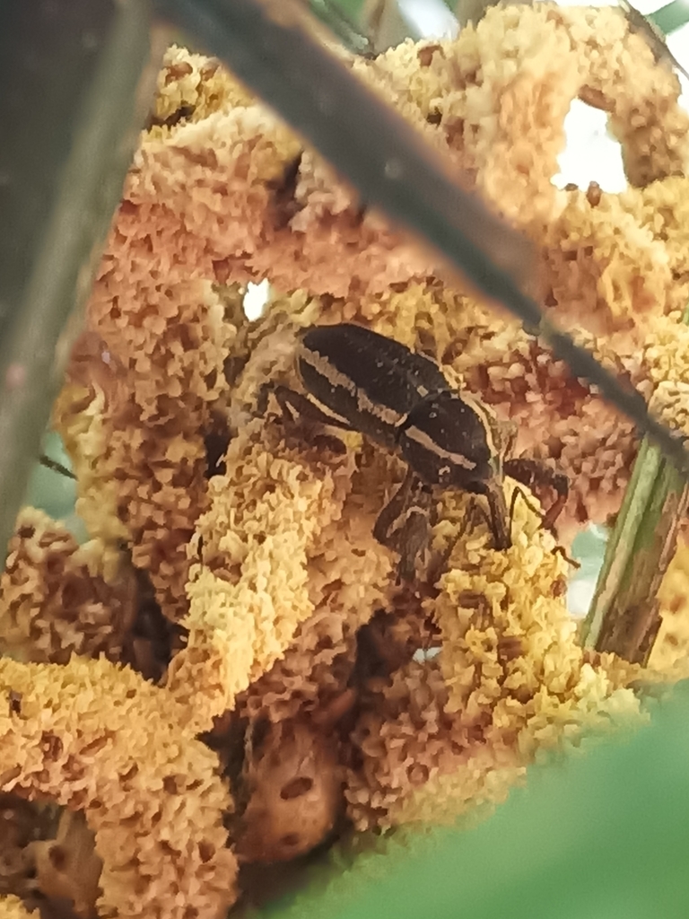 Odontoderes bilineatus