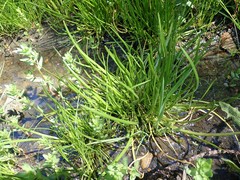 Triglochin scilloides
