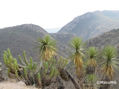 Yucca potosina