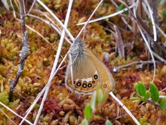 Coenonympha hero