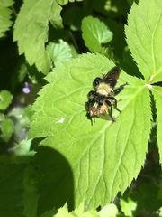 Laphria divisor