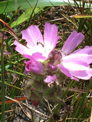 Sidalcea calycosa rhizomata