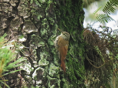 Lepidocolaptes leucogaster