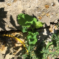 Physalis heterophylla