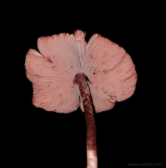 Melanophyllum haematospermum