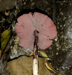 Melanophyllum haematospermum