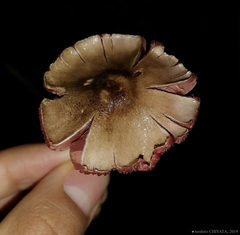 Melanophyllum haematospermum