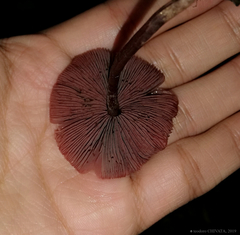 Melanophyllum haematospermum