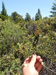 Ceanothus gloriosus exaltatus