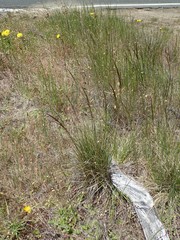 Deschampsia cespitosa cespitosa