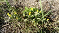 Helianthemum nummularium