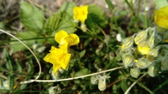 Helianthemum nummularium