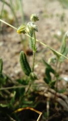 Helianthemum nummularium