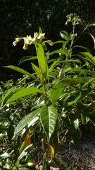 Solanum asperum
