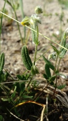 Helianthemum nummularium