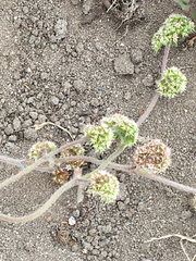 Chorizanthe cuspidata