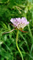 Armeria maritima elongata